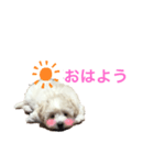 癒しのマルプースタンプ（個別スタンプ：3）