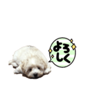 癒しのマルプースタンプ（個別スタンプ：5）