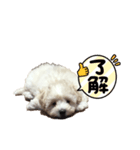 癒しのマルプースタンプ（個別スタンプ：6）