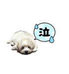 癒しのマルプースタンプ（個別スタンプ：7）