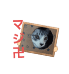さとうのねこスタンプ2（個別スタンプ：1）