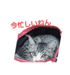 さとうのねこスタンプ2（個別スタンプ：2）