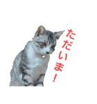 さとうのねこスタンプ2（個別スタンプ：6）