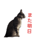 さとうのねこスタンプ2（個別スタンプ：7）