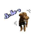 buntastamp（個別スタンプ：16）
