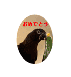 赤黒ローリーs 1（個別スタンプ：3）