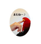 赤黒ローリーs 1（個別スタンプ：14）