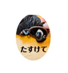 赤黒ローリーs 1（個別スタンプ：16）