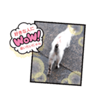 にゃん・子ちゃん（個別スタンプ：1）