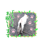 にゃん・子ちゃん（個別スタンプ：6）