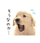 なかよし！犬猫スタンプだよ（個別スタンプ：2）