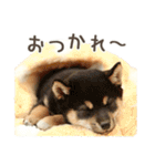 なかよし！犬猫スタンプだよ（個別スタンプ：14）