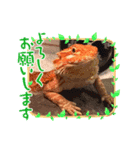 フトアゴヒゲトカゲ♡のいる暮らし（個別スタンプ：4）