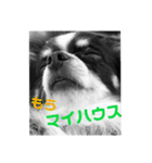 ウチの怠犬(なまけん) ＋おまけ（個別スタンプ：1）