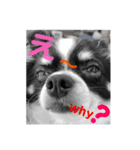 ウチの怠犬(なまけん) ＋おまけ（個別スタンプ：4）