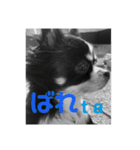 ウチの怠犬(なまけん) ＋おまけ（個別スタンプ：6）