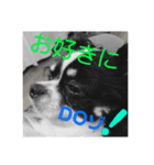 ウチの怠犬(なまけん) ＋おまけ（個別スタンプ：8）