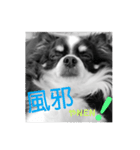 ウチの怠犬(なまけん) ＋おまけ（個別スタンプ：9）