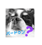 ウチの怠犬(なまけん) ＋おまけ（個別スタンプ：11）