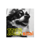 ウチの怠犬(なまけん) ＋おまけ（個別スタンプ：12）