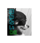 ウチの怠犬(なまけん) ＋おまけ（個別スタンプ：13）
