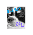 ウチの怠犬(なまけん) ＋おまけ（個別スタンプ：14）