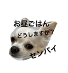 ころんスタンプ(完全敬語編)（個別スタンプ：2）
