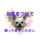 ころんスタンプ(完全敬語編)（個別スタンプ：3）