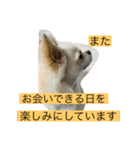 ころんスタンプ(完全敬語編)（個別スタンプ：4）