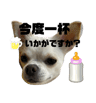 ころんスタンプ(完全敬語編)（個別スタンプ：6）