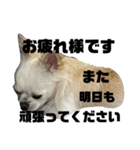 ころんスタンプ(完全敬語編)（個別スタンプ：7）