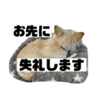 ころんスタンプ(完全敬語編)（個別スタンプ：8）