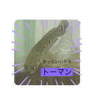 我が家の淡水魚の日常（個別スタンプ：2）
