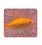 我が家の淡水魚の日常（個別スタンプ：4）