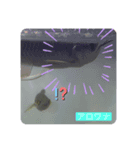 我が家の淡水魚の日常（個別スタンプ：5）