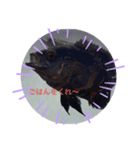 我が家の淡水魚の日常（個別スタンプ：6）