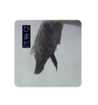 我が家の淡水魚の日常（個別スタンプ：7）