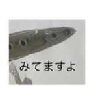 我が家の淡水魚の日常（個別スタンプ：8）