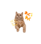 ペロタン日記（個別スタンプ：1）
