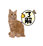 ペロタン日記（個別スタンプ：6）