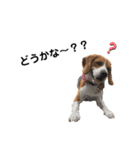 ビーグル犬‎ᐡˊﻌˋᐡ TONY BOY♡2（個別スタンプ：1）