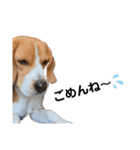 ビーグル犬‎ᐡˊﻌˋᐡ TONY BOY♡2（個別スタンプ：3）