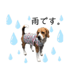 ビーグル犬‎ᐡˊﻌˋᐡ TONY BOY♡2（個別スタンプ：4）