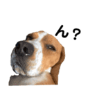 ビーグル犬‎ᐡˊﻌˋᐡ TONY BOY♡2（個別スタンプ：6）