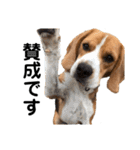 ビーグル犬‎ᐡˊﻌˋᐡ TONY BOY♡2（個別スタンプ：7）
