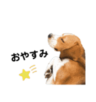 ビーグル犬‎ᐡˊﻌˋᐡ TONY BOY♡2（個別スタンプ：8）