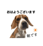ビーグル犬‎ᐡˊﻌˋᐡ TONY BOY♡2（個別スタンプ：9）