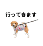 ビーグル犬‎ᐡˊﻌˋᐡ TONY BOY♡2（個別スタンプ：10）