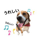 ビーグル犬‎ᐡˊﻌˋᐡ TONY BOY♡2（個別スタンプ：11）