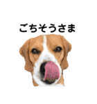 ビーグル犬‎ᐡˊﻌˋᐡ TONY BOY♡2（個別スタンプ：12）